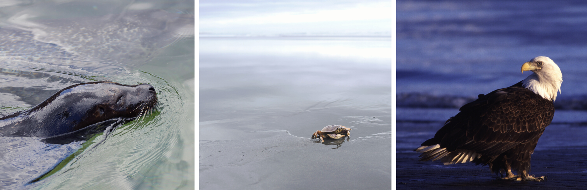 Experience All Kinds Of Land & Water Wildlife While Surfing