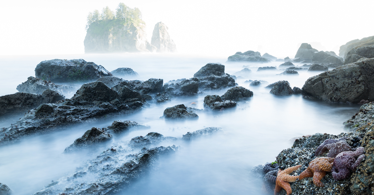 Starfish at Ruby Beach on the Washington Coast