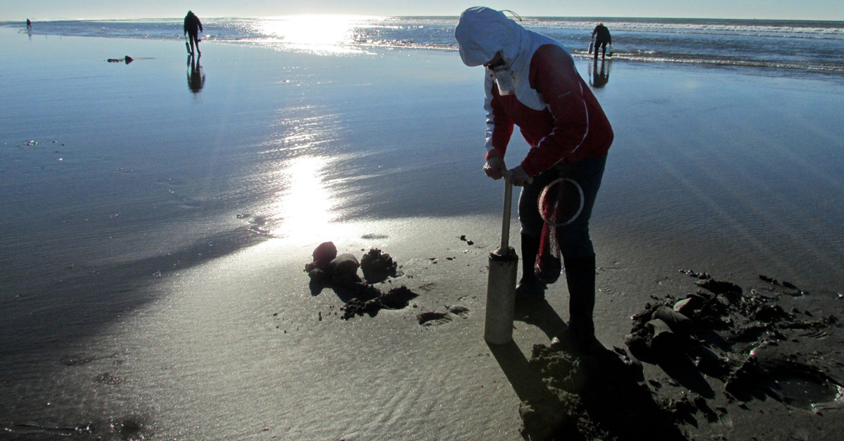 Clamming on Roosevelt Beach