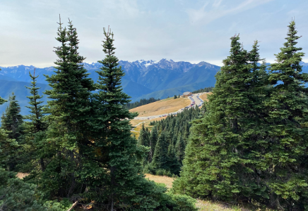 Hurricane Ridge Image By Brewing Cats Photography