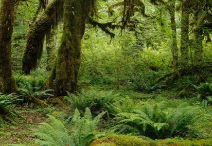 Hoh Rainforest Image By George Eiermann Photography