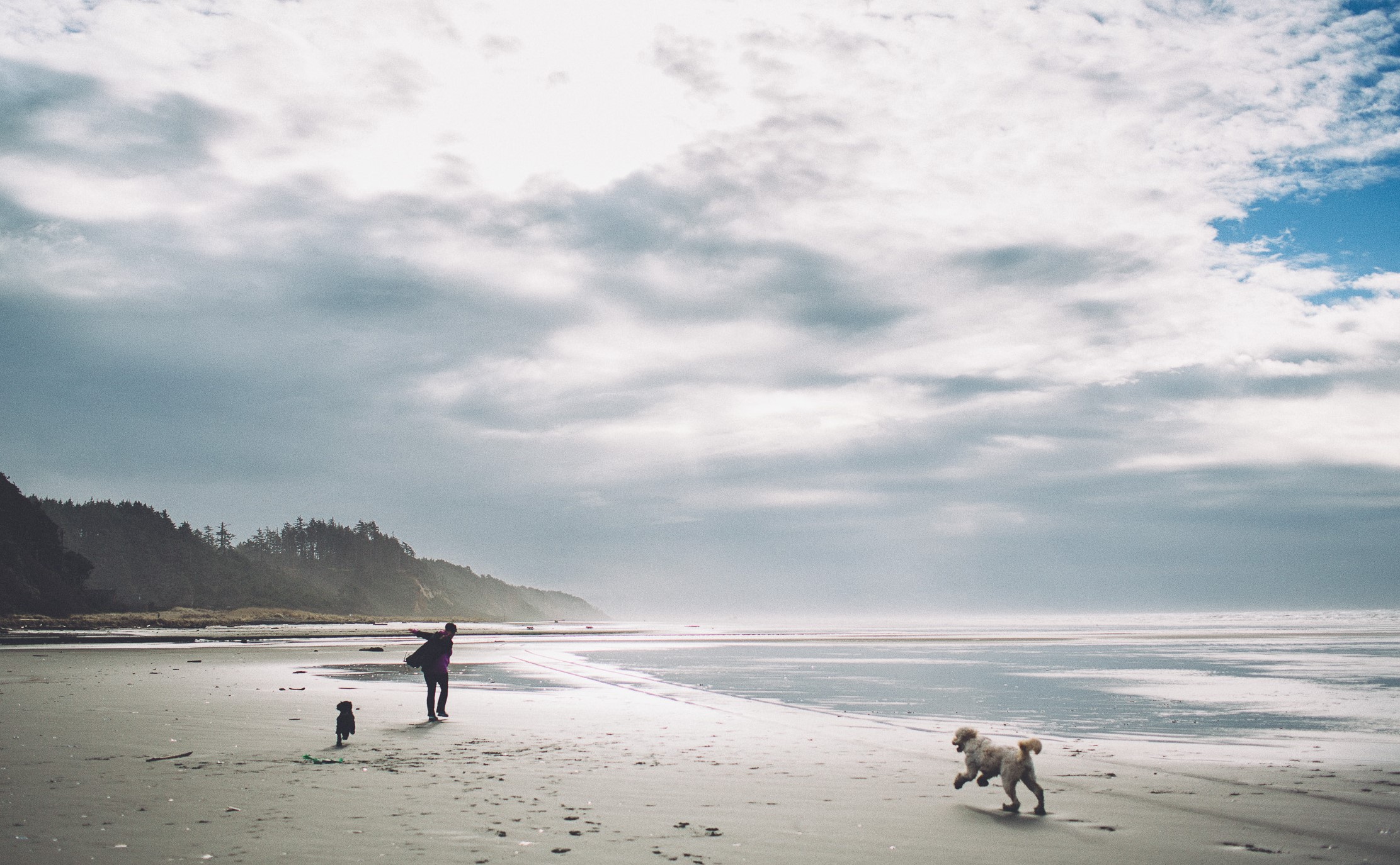 Fetch On The Beach In Seabrook