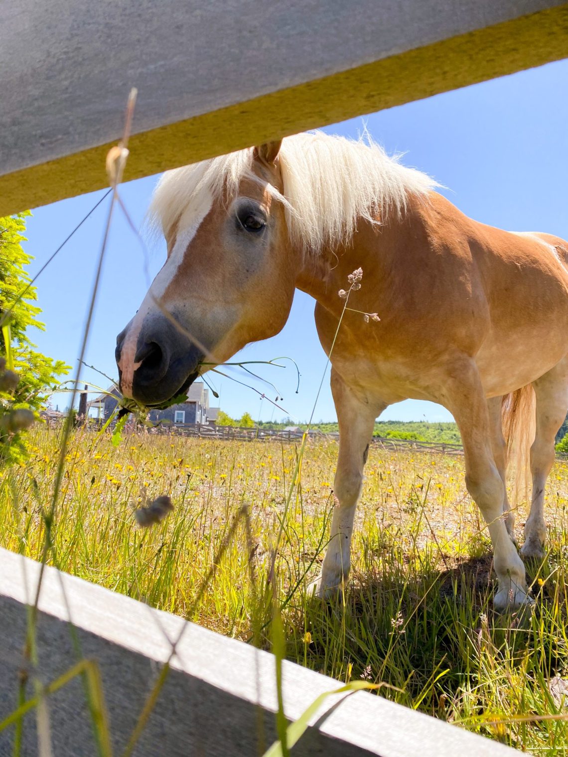 Amenities at Seabrook, Washington