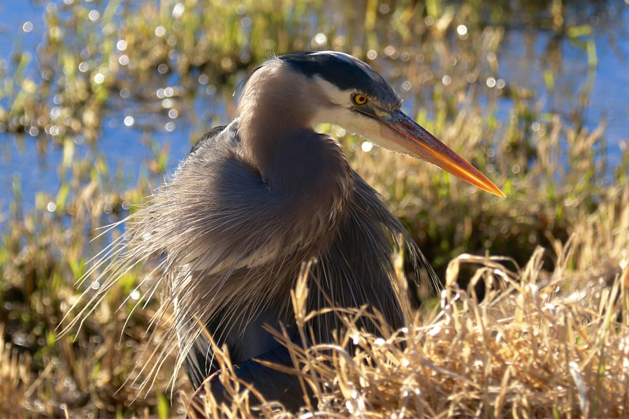 Blue Heron in Grays Harbor National Wildlife Refuge