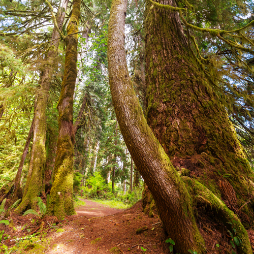 Quinault Loop Trail