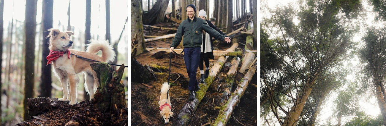 Bring Your Four-Legged Friends On Your Seabrook Hiking Adventures
