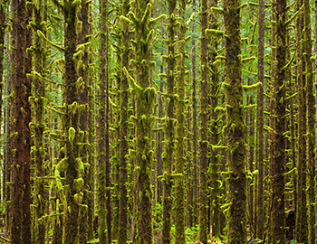 Trees covered in vegetation in the Olympic National Park