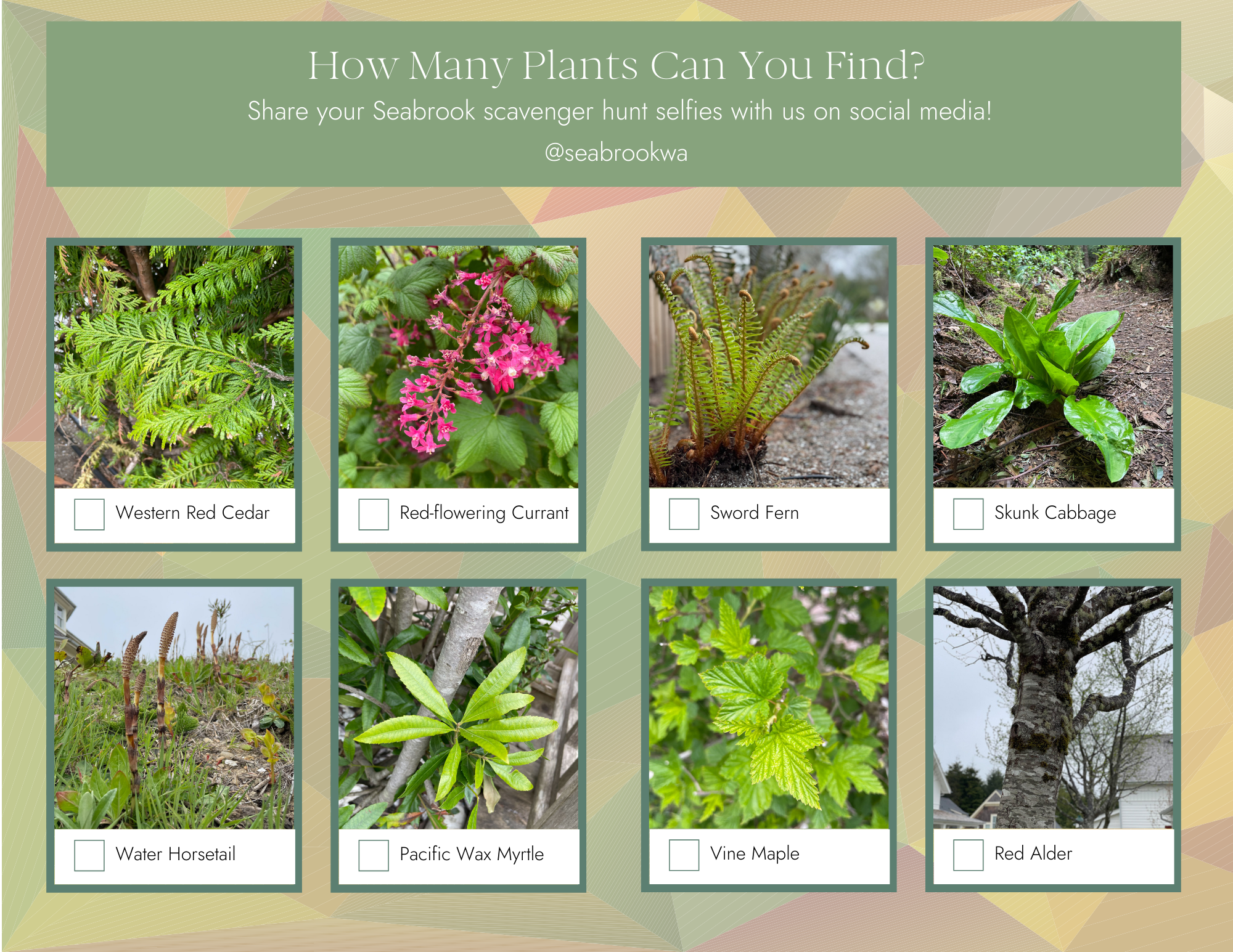 Native Plant Scavenger Hunt