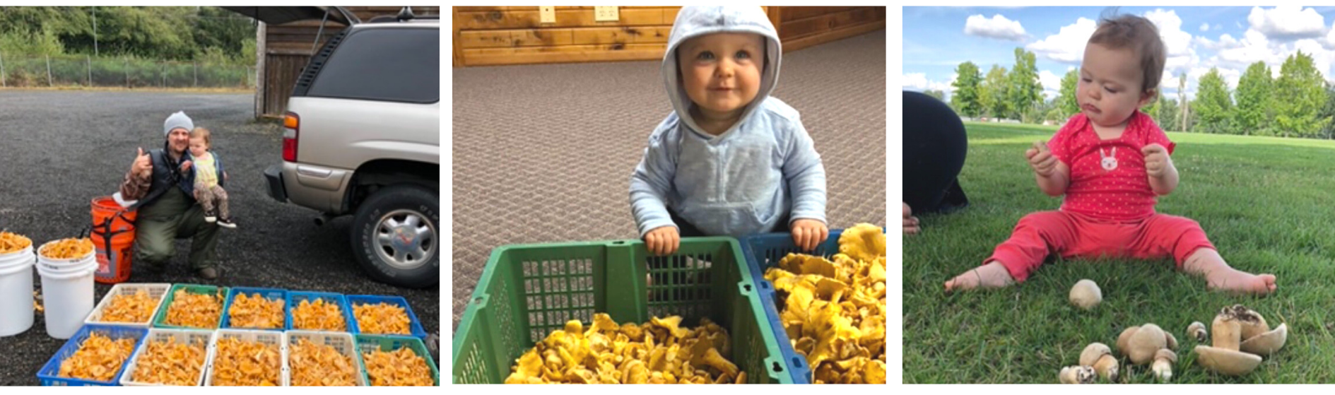 Mushroom Foraging Guide Michael And Family