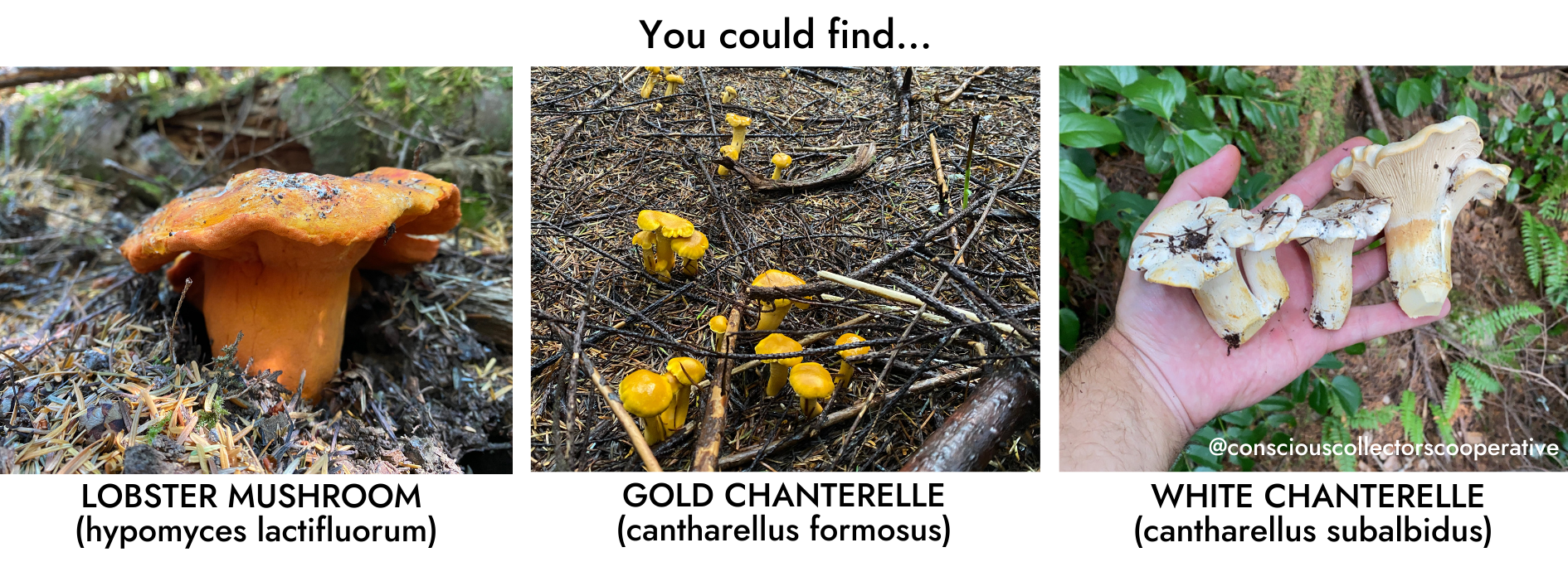 Different Mushrooms Species In The PNW