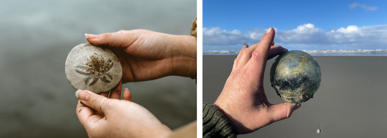 Beachcombing In Seabrook