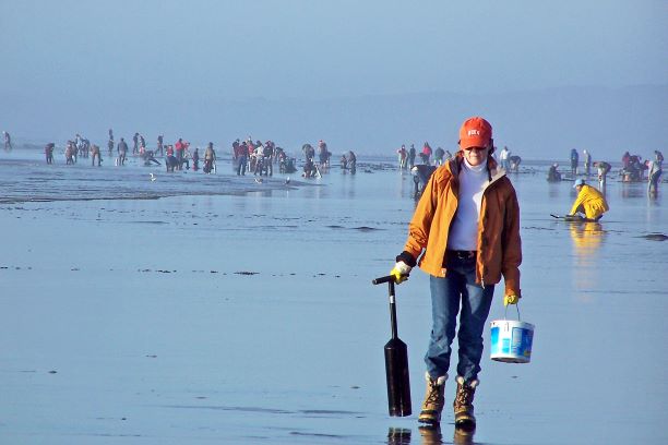 Clam Digging in Seabrook