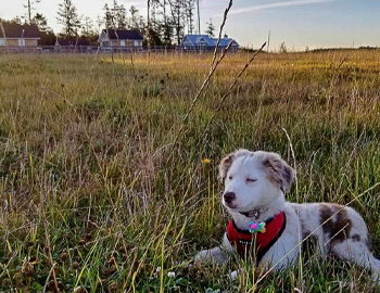 A handsome puppy relaxing in the Farm District