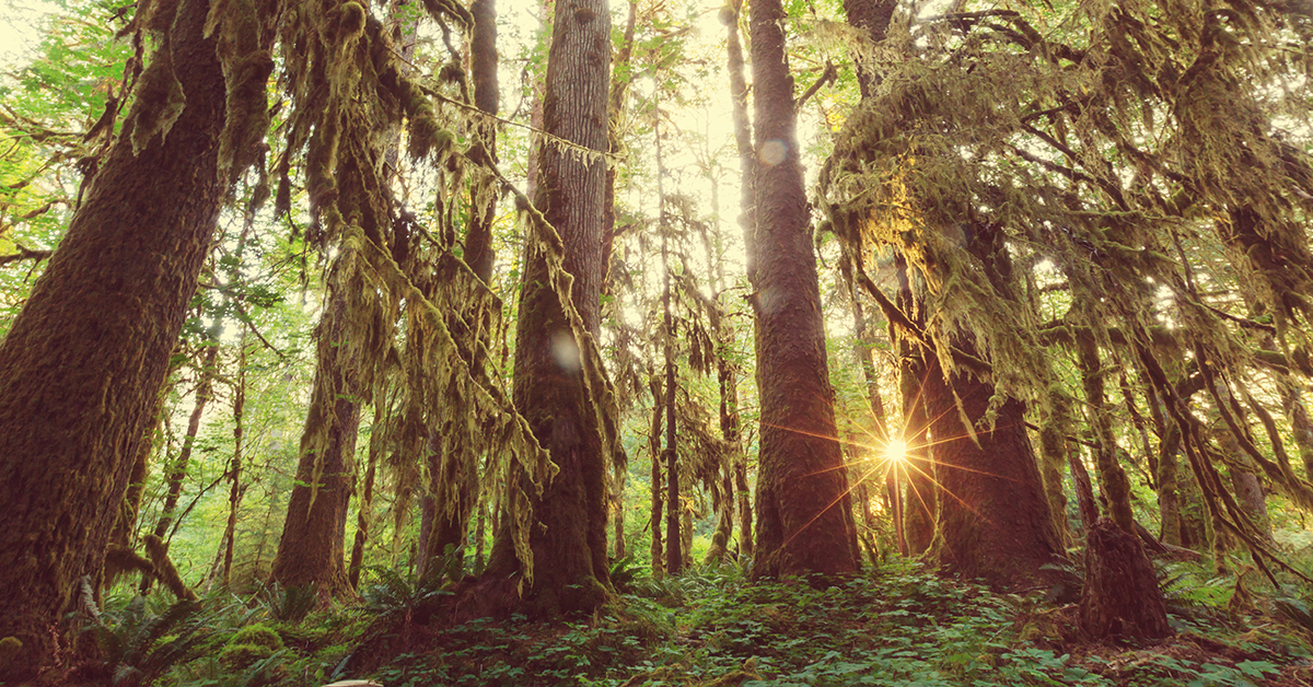 Hoh Rainforest in Olympic National Park