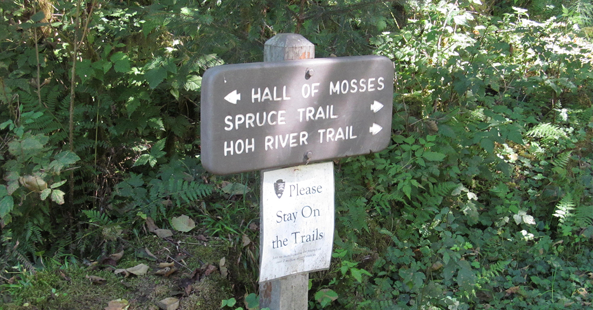 Hall of Mosses located in the Hoh Rainforest