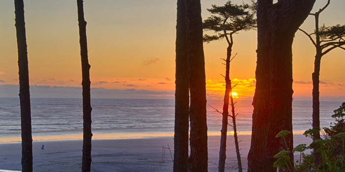 Sun going down between the trees