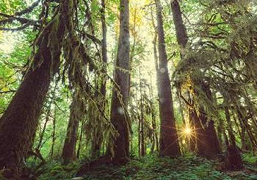 Olympic National Park Rainforest