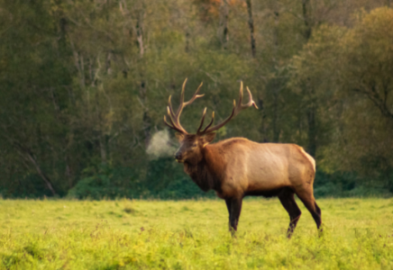 Elk Image By Cora Leach Photography