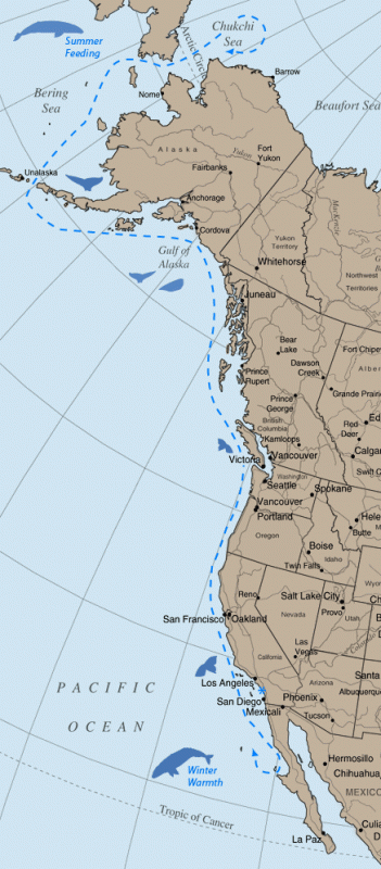 Gray whale migration