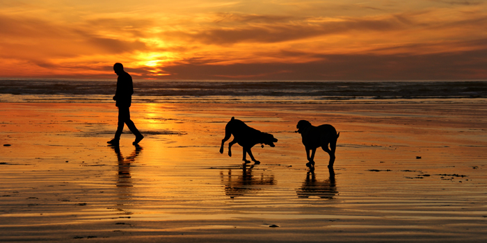 Dogs playing on the beach as the sun goes down at Seabrook