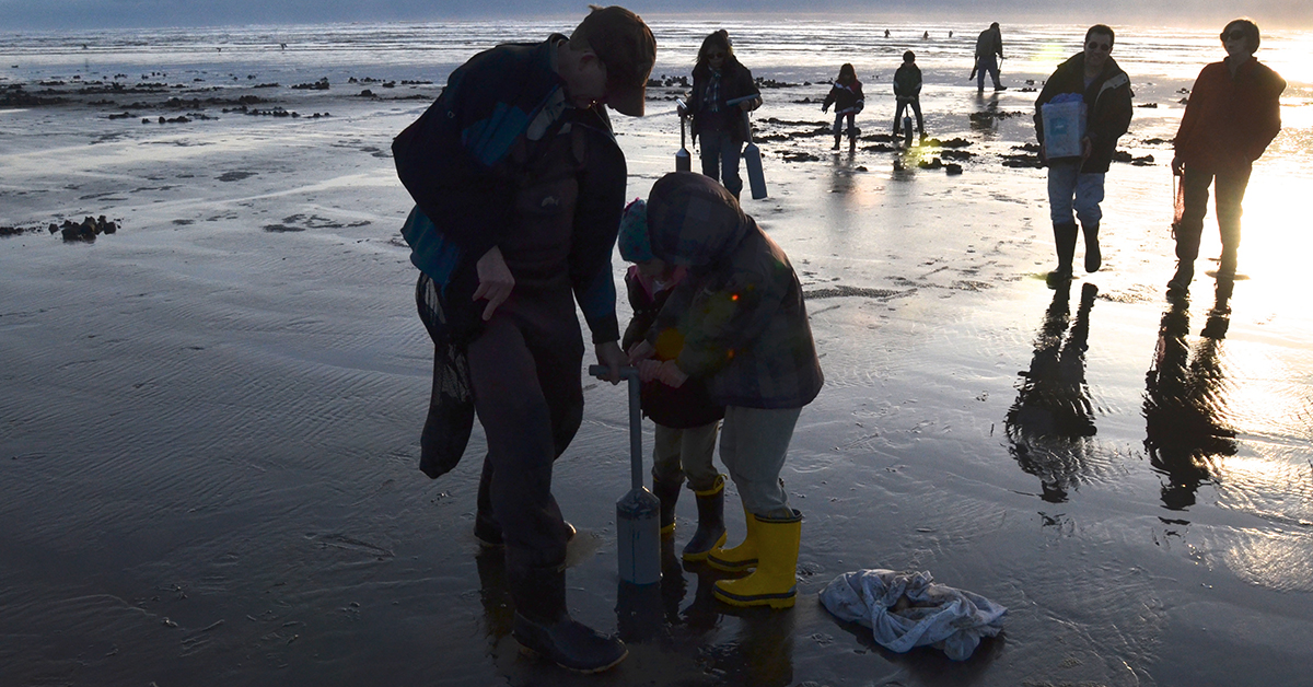 Dad and daughter digging for Razor clams