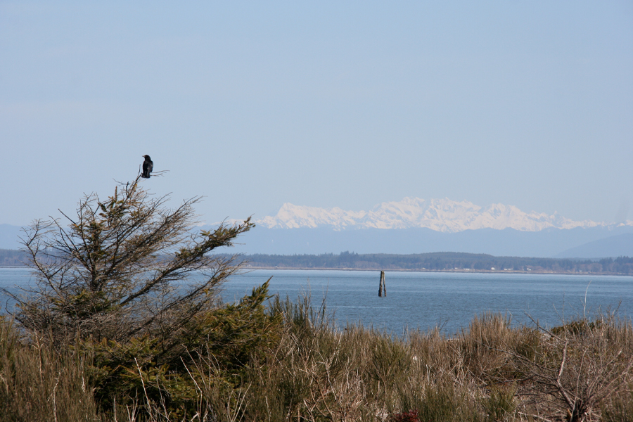 Views of the Olympic Mountains from Damon Point