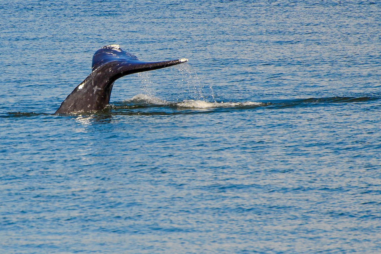 Gray Whale breaching the surface