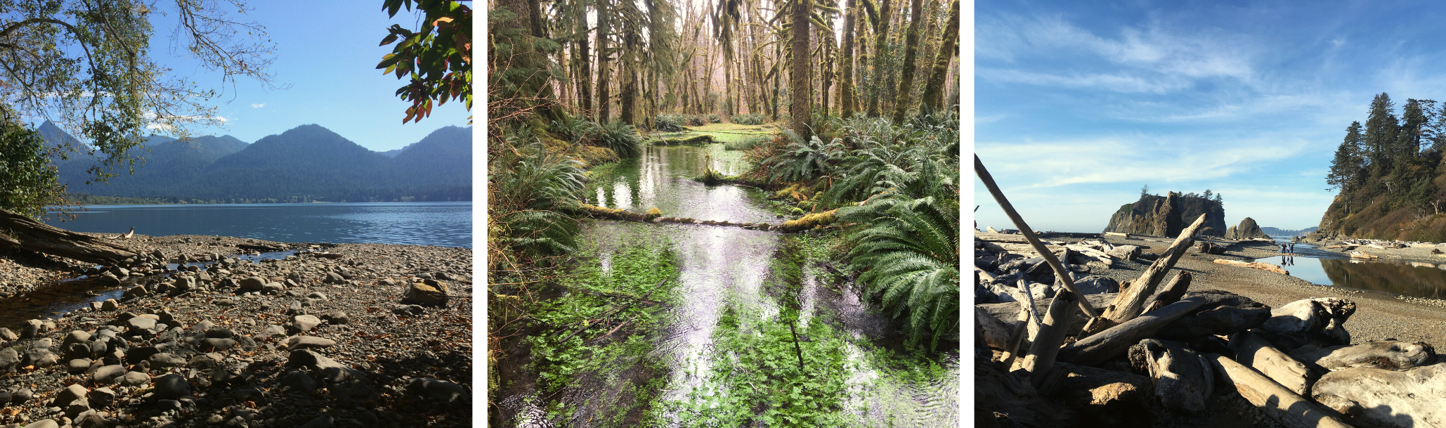Lake Quinault, a rainforest hike, and Ruby Beach in the Olympic National Park